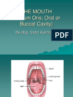 The Anatomy of the Mouth Cavity