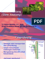 anatomi batang