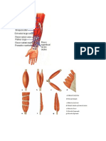 Clases de Musculos Imagenes