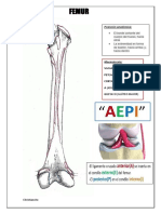 Femur