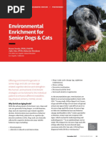 Environmental Enrichment For Senior Dogs & Cats