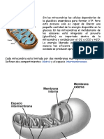 5.- Mitocondria y Teoría Endosimbionte 2014.Ppt