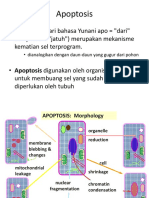 Apoptosis