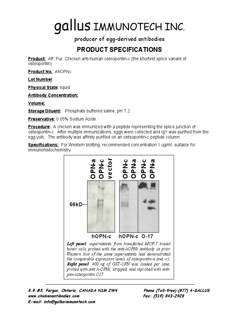 Chicken Anti-Human Osteopontin-c Antibody | PDF