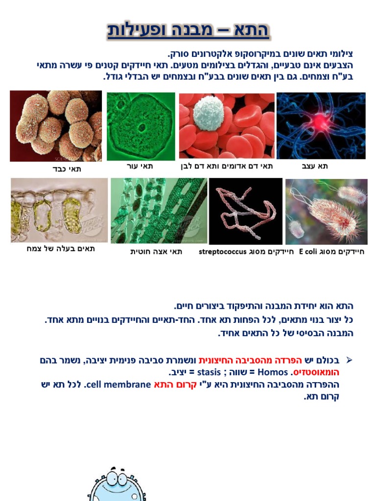 תשע