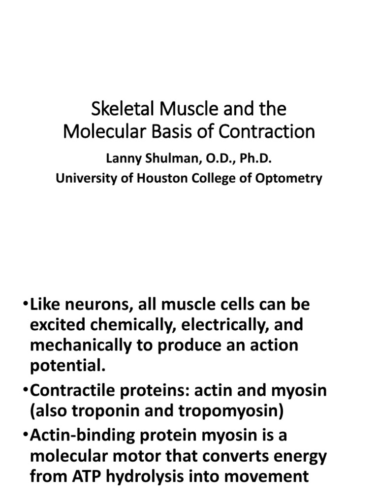 Skeletal Muscle and The Molecular Basis of Contraction-Text | PDF ...