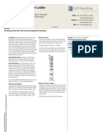 Biotinylated Protein Ladder Detection Pack