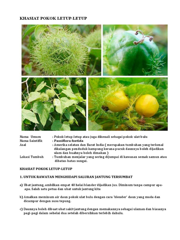 Khasiat Pokok Letup Letup Pdf