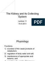 The Kidney and Its Collecting System