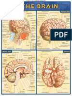 (Dale Nibbe) Brain Reference Guide PDF