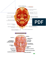 Columna Ligamentos