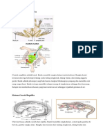 Sistem Gerak Amphibia