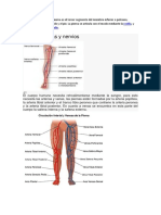 En Anatomía Humana