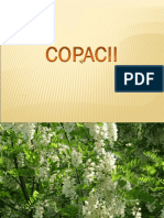 Copacii Prezentare Romana