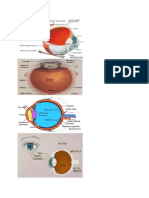 gambar2 anatomi mata