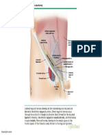 Groin_hernia_anatomy.ppt