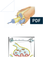 Structura Nervului Si Sinapsa