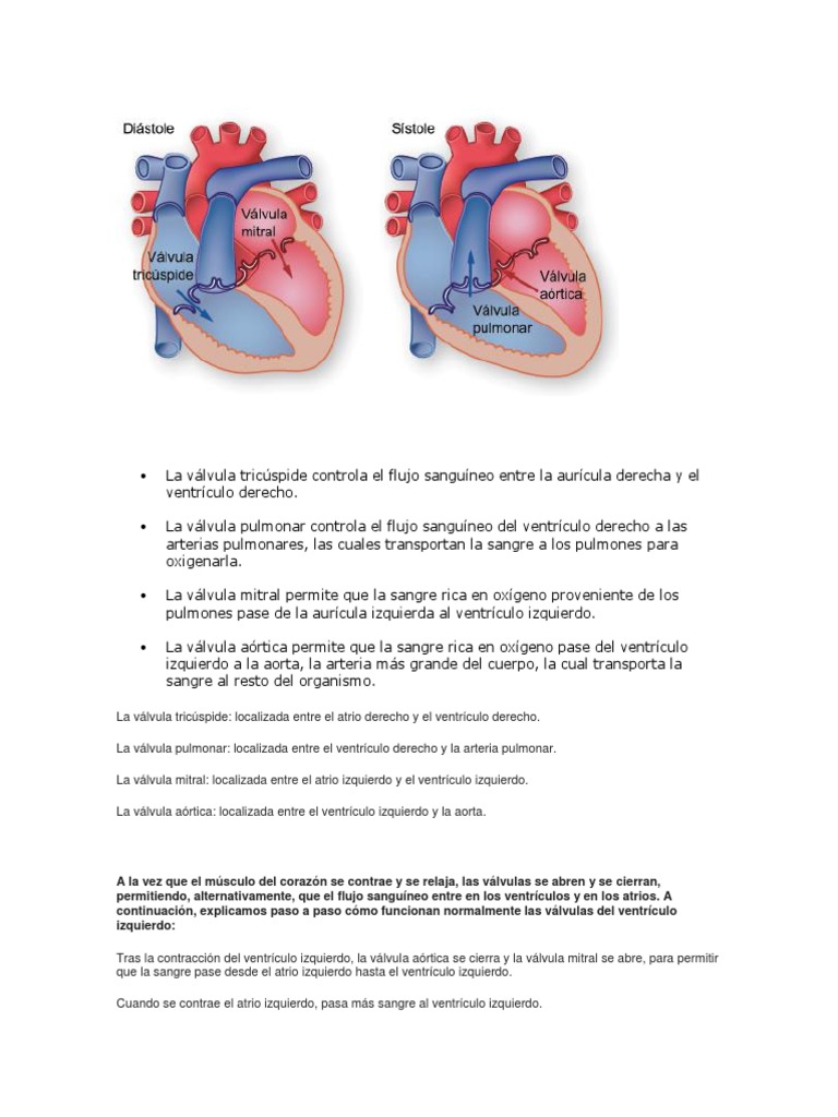 La Válvula Tricúspide Controla El Flujo