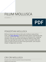 Filum Mollusca