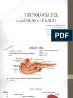 Anatomia Pancreas - Higado