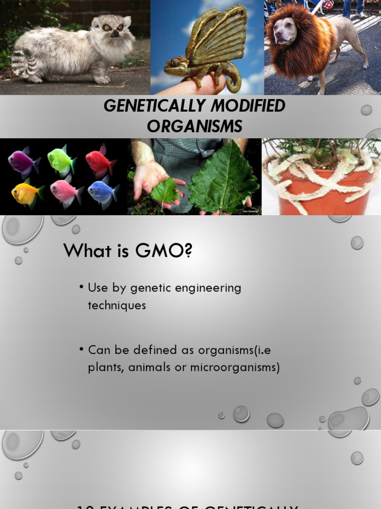 Genetically Modified Organisms | PDF | Home & Garden