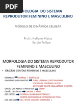 PRATICA 2 - Morfologia do Sistema Genital Feminino e Masculi.pdf