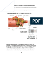 Fisiologia Del Deporte