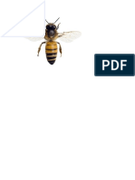 abeja.docx