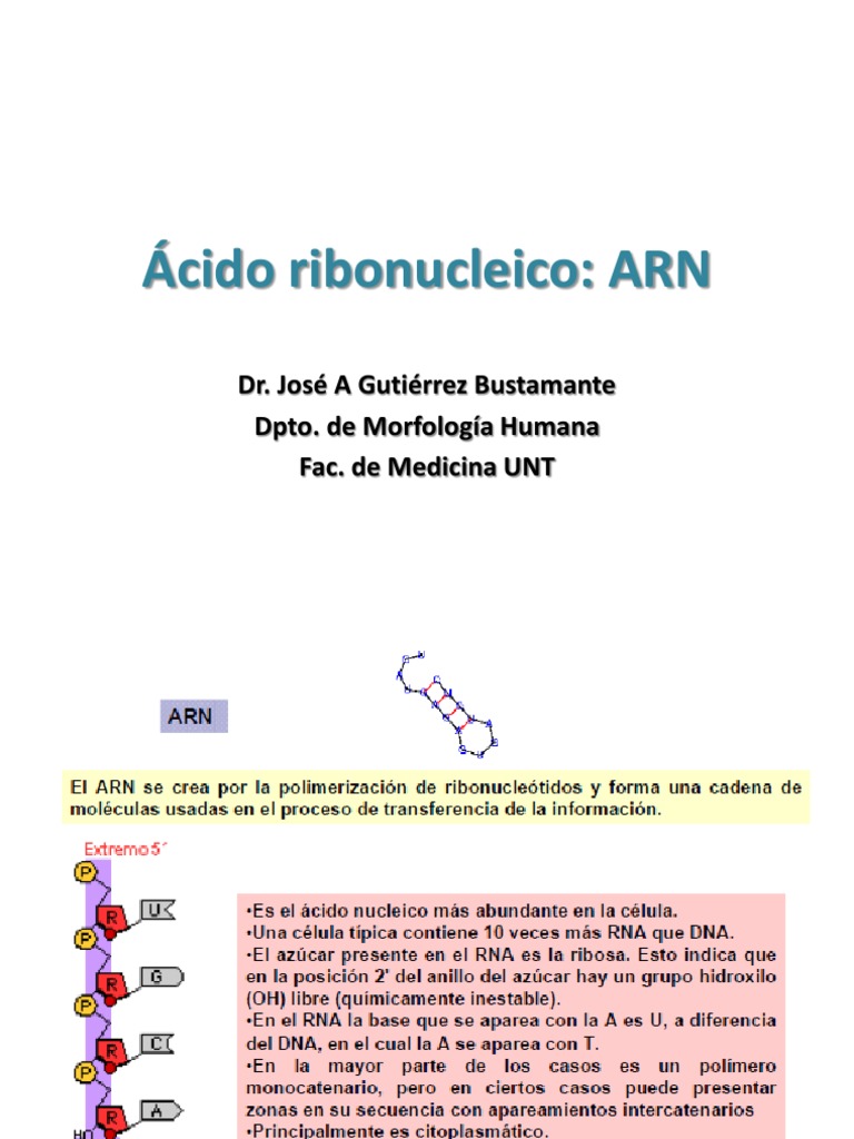 Estructura y Tipos de ARN en Biología | PDF | Rna | Messenger Rna