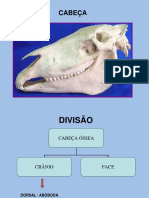Osteologia Axial Cabeça ZOOTEC 2014