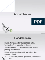 Acinetobacter