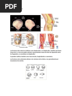 Fractura de Rótula.docx-rotula