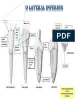 Incisivo Laterale
