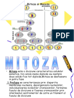 Presentation Mitoza