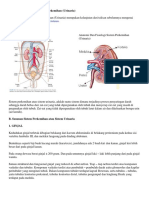 Anatomi Dan Fisiologi Sistem Perkemihan