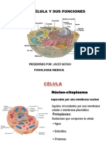 Mi Expo Fisiologia