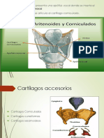 Cartilagos de La Laringe