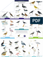 Guia de Identificacion de Aves de Humedales