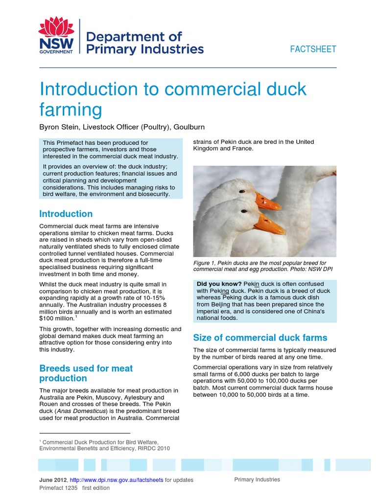 Introduction To Commercial Duck Farming PDF | PDF | Poultry | Meat