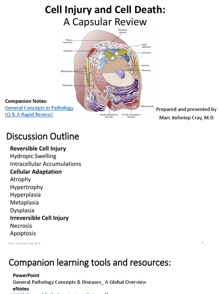 Cell Injury and Cell Death | PDF | Necrosis | Apoptosis
