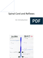 Spinal Cord and Reflexes: An Introduction