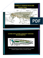 CAPITULO IV Anatomia y Fisiologia de Insectos