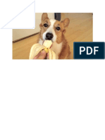 El Perro y La Banana PDF