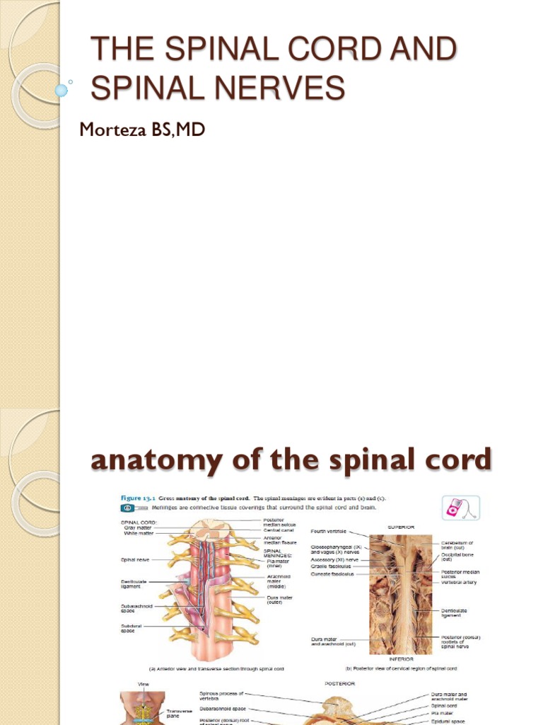 The Spinal Cord and Spinal Nerves | PDF