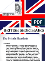 British Short Hair