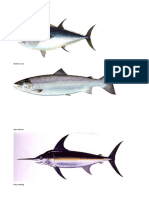 Ikan Ikanan