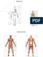 Musculación y Esqueleto