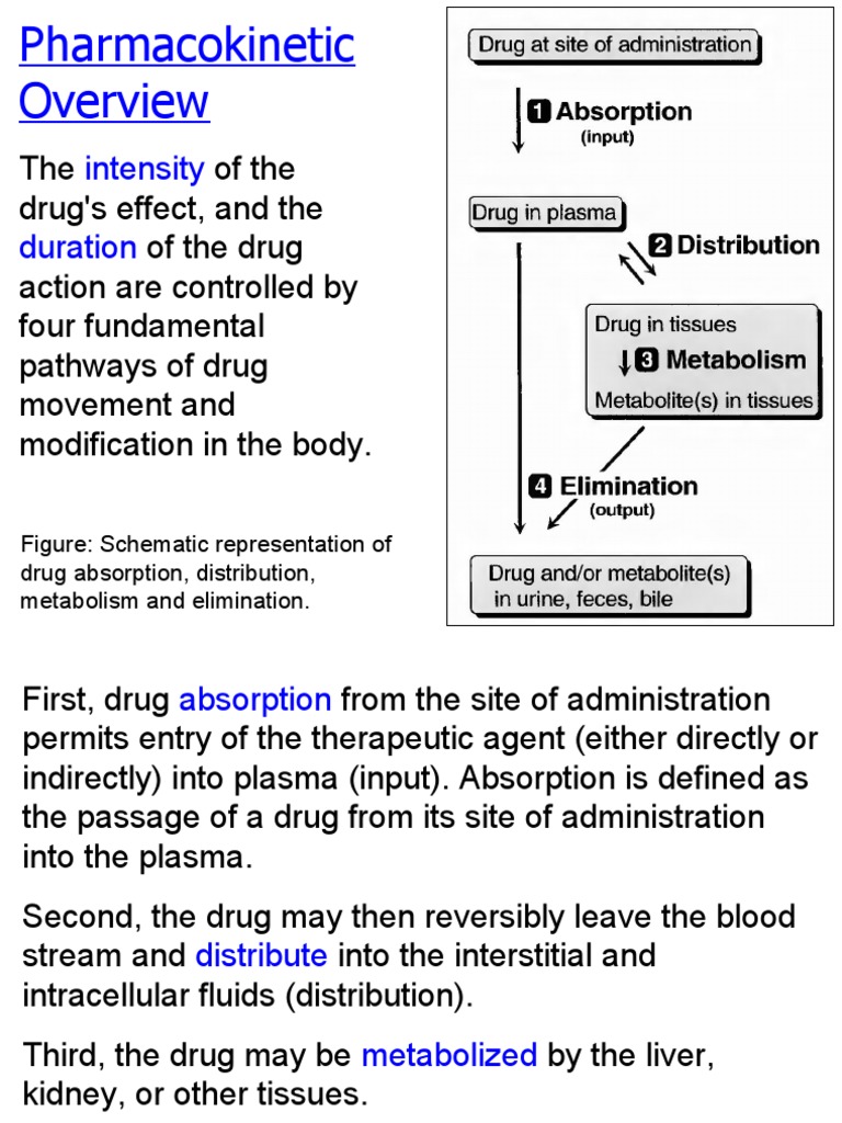 Drug Administration and Absorption | PDF | Gastrointestinal Tract ...