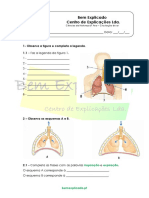 A.3.3-Sistema-respiratório-humano-Ficha-de-Trabalho-1.pdf