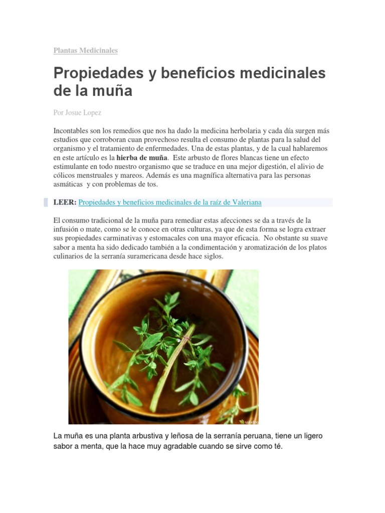 muña | PDF | Plantas medicinales | Medicina alternativa